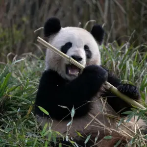 Anzeichen für Schwangerschaft bei Panda-Dame Meng Meng