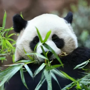 «Panda Ridge» im San Diego Zoo