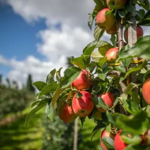 Gute Apfelernte im Alten Land