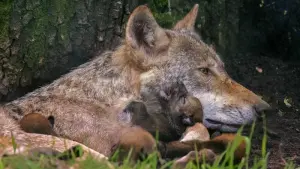 Wolfsnachwuchs im Hanauer Wildpark - Vater aber unbekannt