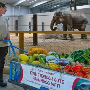 Eröffnung Elefantenhauses im Tierpark Cottbus
