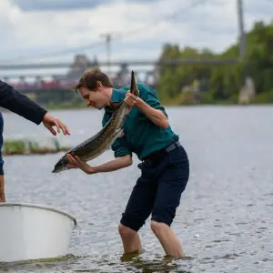 Störbesatz an der Elbe mit Bundesumweltministerin Lemke