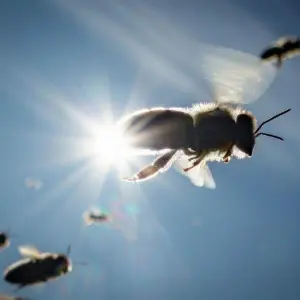 Bienen in der Sonne