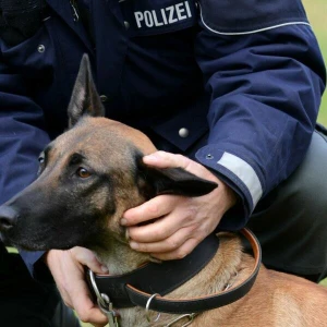 Polizeihund