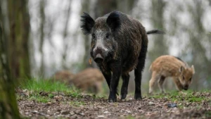 Ein Wildschwein mit Frischlingen