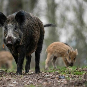 Ein Wildschwein mit Frischlingen