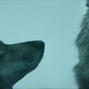 Die besten Hunde-Szenen: 6 unvergessliche Filmszenen mit krassen Fellnasen