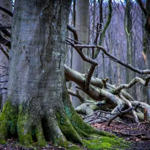 Buchenwälder im Nationalpark Jasmund