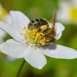 Volksinitiative zu Arten-und Insektenschutz