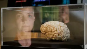 Eine Frau blickt auf eine Nachbildung eines menschlichen Gehirns