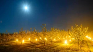 Obstbäume werden vor nächtlichem Frost geschützt