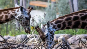 Giraffen im Schweriner Zoo