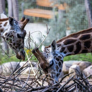 Giraffen im Schweriner Zoo