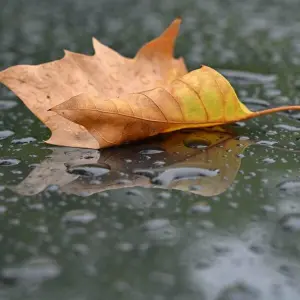 Herbstliches Blatt im Regen