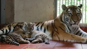 Tiger-Babys im Kölner Zoo