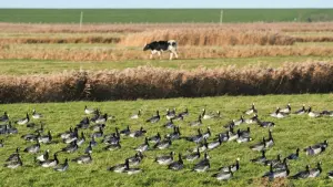 Vogelgrippe - Symbolbild