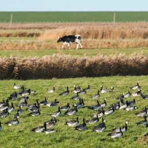 Vogelgrippe - Symbolbild