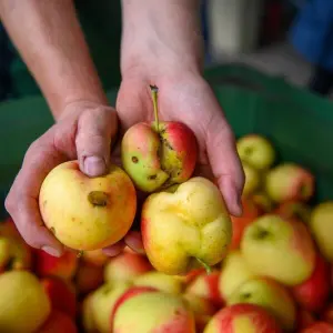 Apfelsaison in Sachsen-Anhalt eröffnet