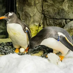 Eselspinguin Sphen in Sydney gestorben