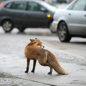 Ein Fuchs auf einem Bürgersteig