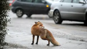 Ein Fuchs auf einem Bürgersteig