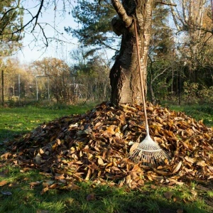 Herbstlaub im Garten