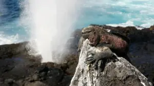 Touristengebühr auf Galapagos-Inseln verdoppelt sich