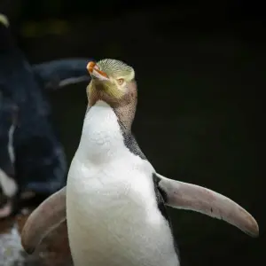 Hoiho ist Neuseelands Vogel des Jahres