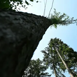 Klimawandelfolgen im Bergpark Wilhelmshöhe 