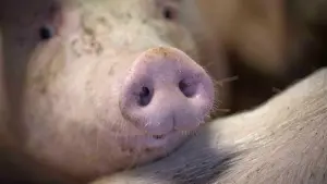 KINA - Mit Schweinefleisch geht es los