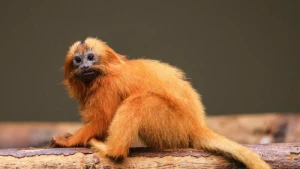 Löwenäffchen im Zoo in Köln