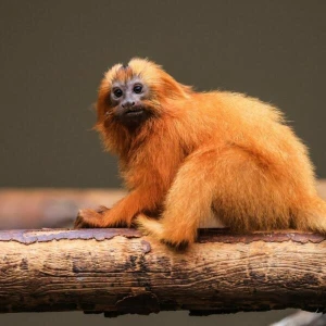 Löwenäffchen im Zoo in Köln