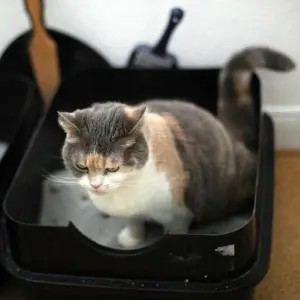 Eine Katze sitzt in einem Katzenklo