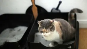 Eine Katze sitzt in einem Katzenklo