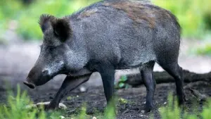 Kreis bittet um Mithilfe im Kampf gegen Afrikanische Schweinepest