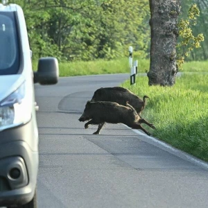 Wildschweine