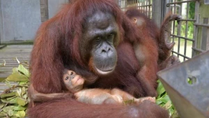 Orang-Utan-Mama Du auf Borneo