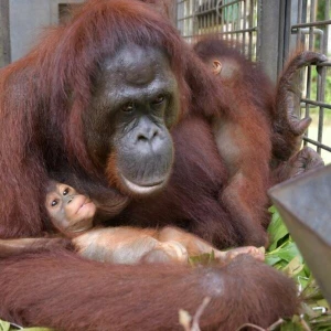 Orang-Utan-Mama Du auf Borneo