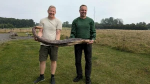 Walpenis auf Bornholm angespült