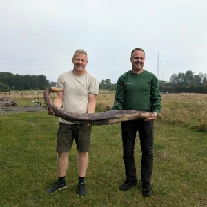 Walpenis auf Bornholm angespült