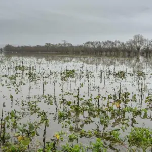 Hochwasser in Sachsen-Anhalt - Niederröblingen