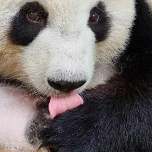 Panda-Zwillinge im Berliner Zoo