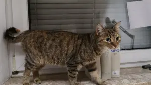 Vermisste Katze 60 Kilometer von Heimat entdeckt