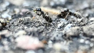 Wegen Ameiseninvasion gesperrter Spielplatz