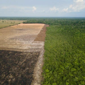 Rodung im brasilianischen Amazonasgebiet