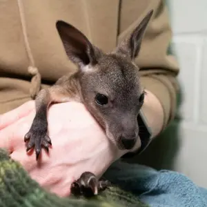 Känguru-Baby