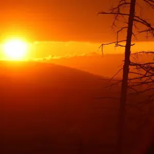 Kahlflächen im Harz gehen zurück