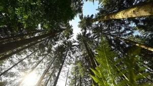 Nationalpark Schwarzwald