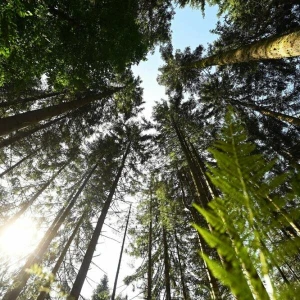 Nationalpark Schwarzwald