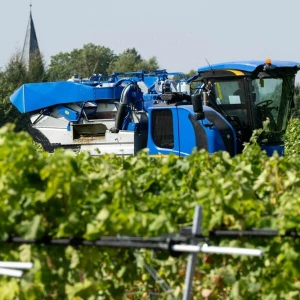 Start der Weinlese in Rattey